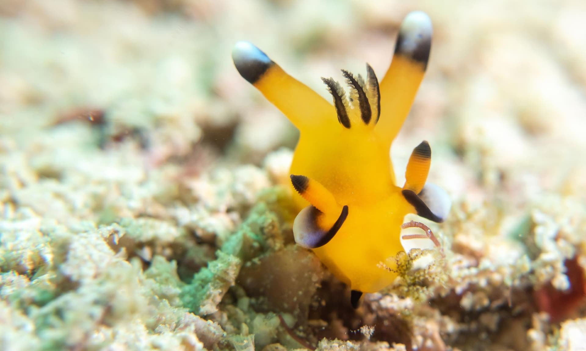 Bright yellow nudibranch with black-and-white tipped gills and rhinophores on a coral reef surface