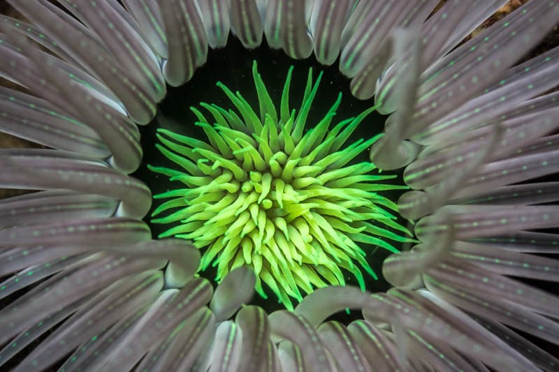 Bright green coral polyps with radiating tentacles surrounded by pale branching structures against a dark background