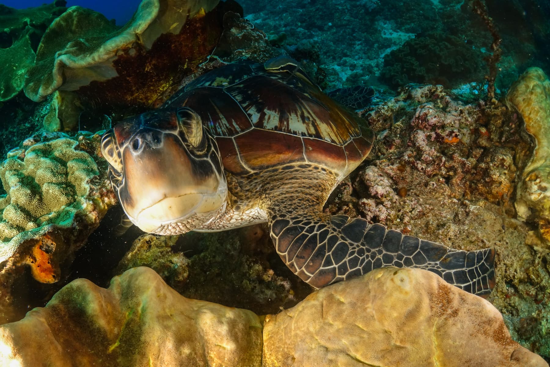 A sea turtle resting among coral formations on a reef, its patterned shell and flippers clearly visible