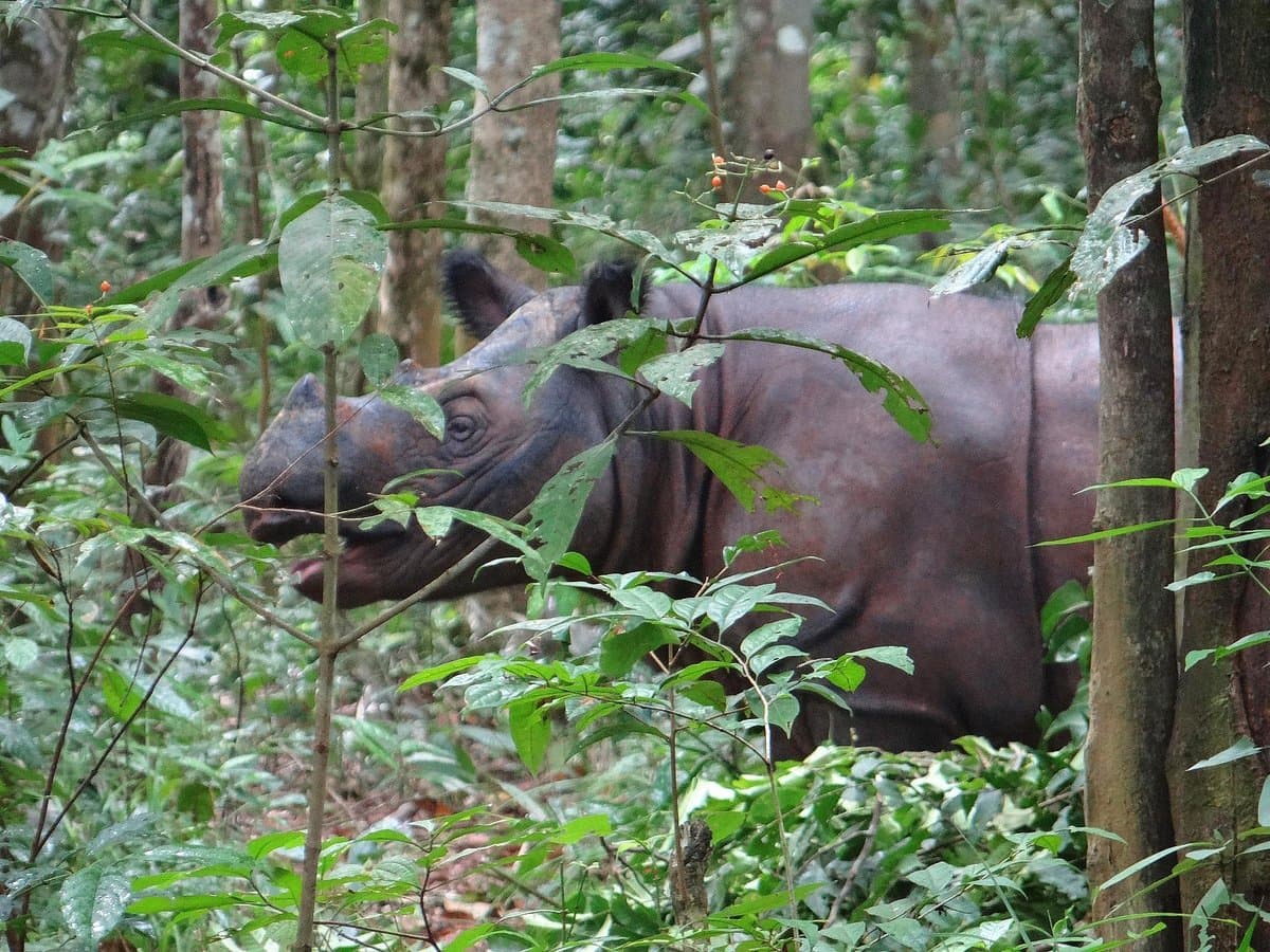 A large mammal with dark skin and a prominent horn grazes among dense green vegetation and trees in a forest setting
