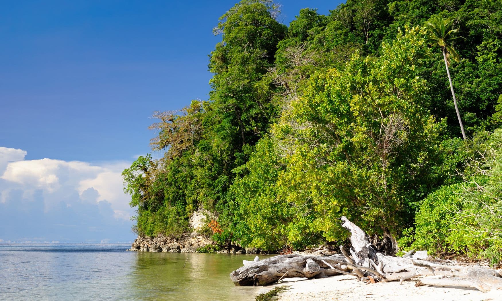Weathered driftwood on a white sand beach beneath dense green forest and limestone cliffs along calm coastal water