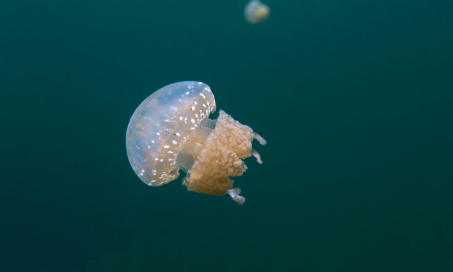 Translucent jellyfish with spotted bell and orange oral arms floating in open water, a smaller jellyfish visible in the background
