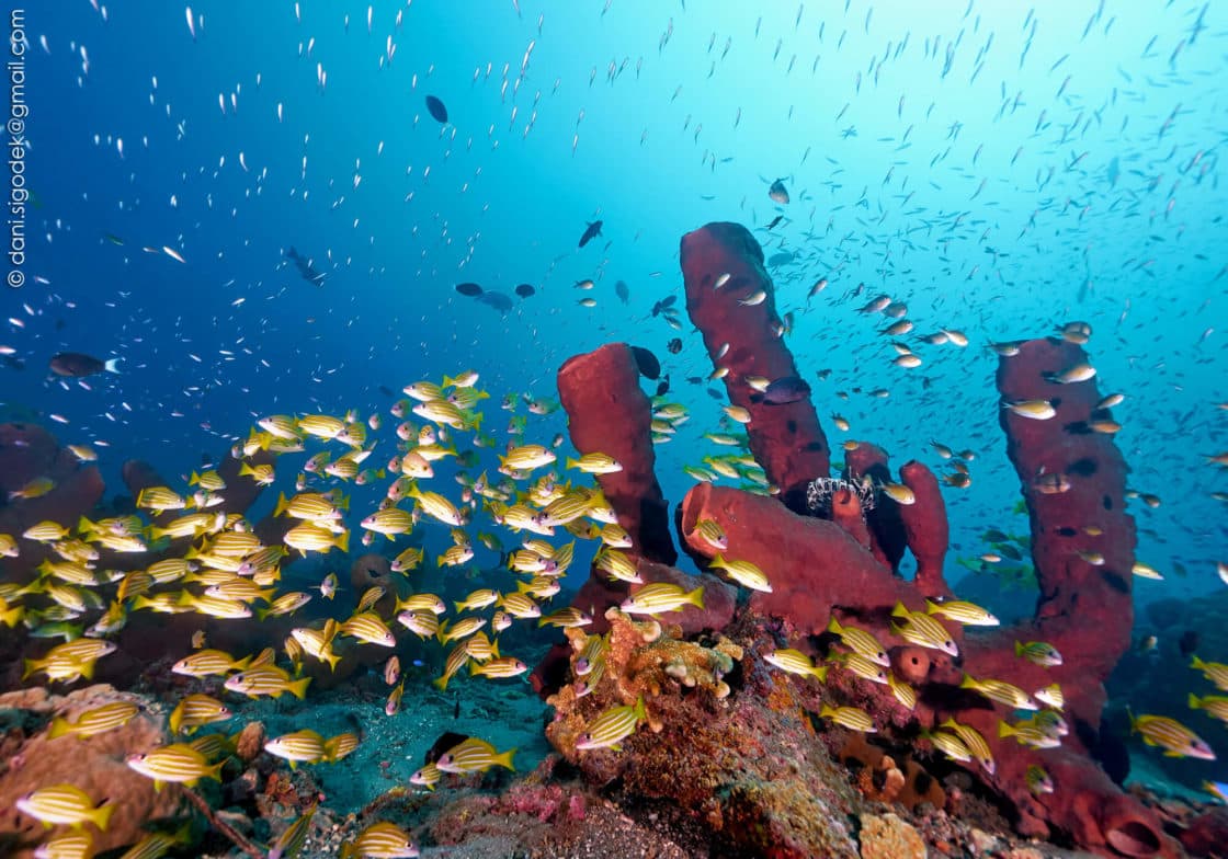 Large school of small yellow fish swimming around tall red tube sponges on a coral reef