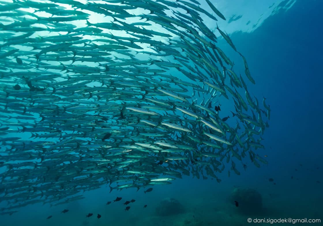 Large tornado-shaped school of slender silver fish swirling together in blue open water