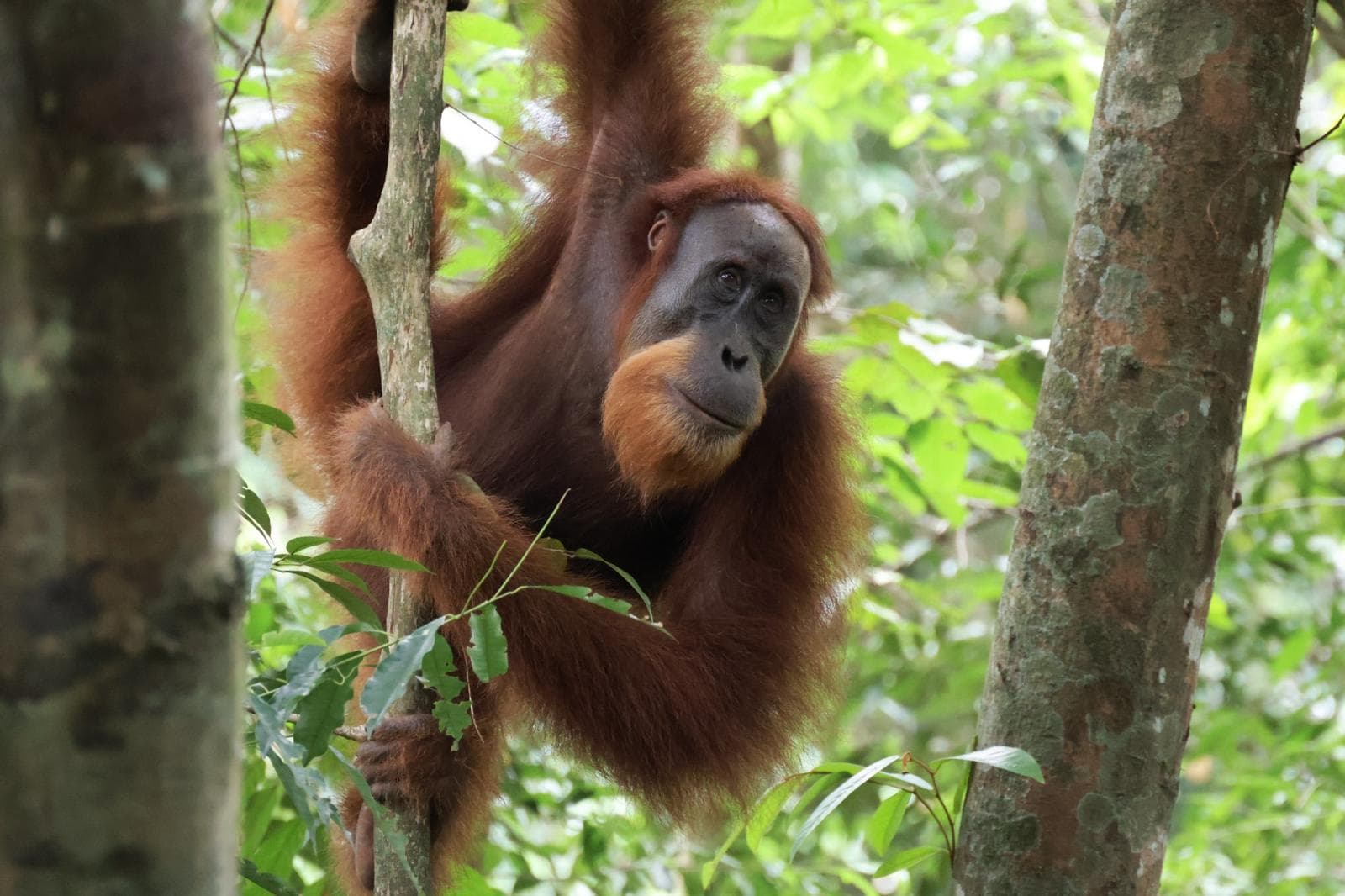 An orangutan clings to a vine among green forest foliage, looking toward the camera