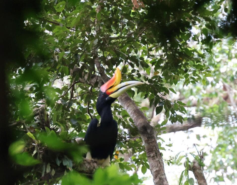 A hornbill with a large curved orange and yellow beak perched among green tree branches and leaves
