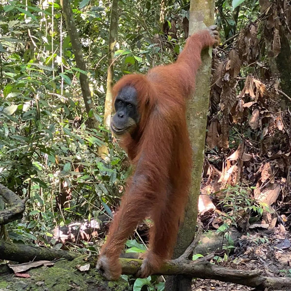 Orangutan gripping a tree trunk while standing on a fallen branch in the forest