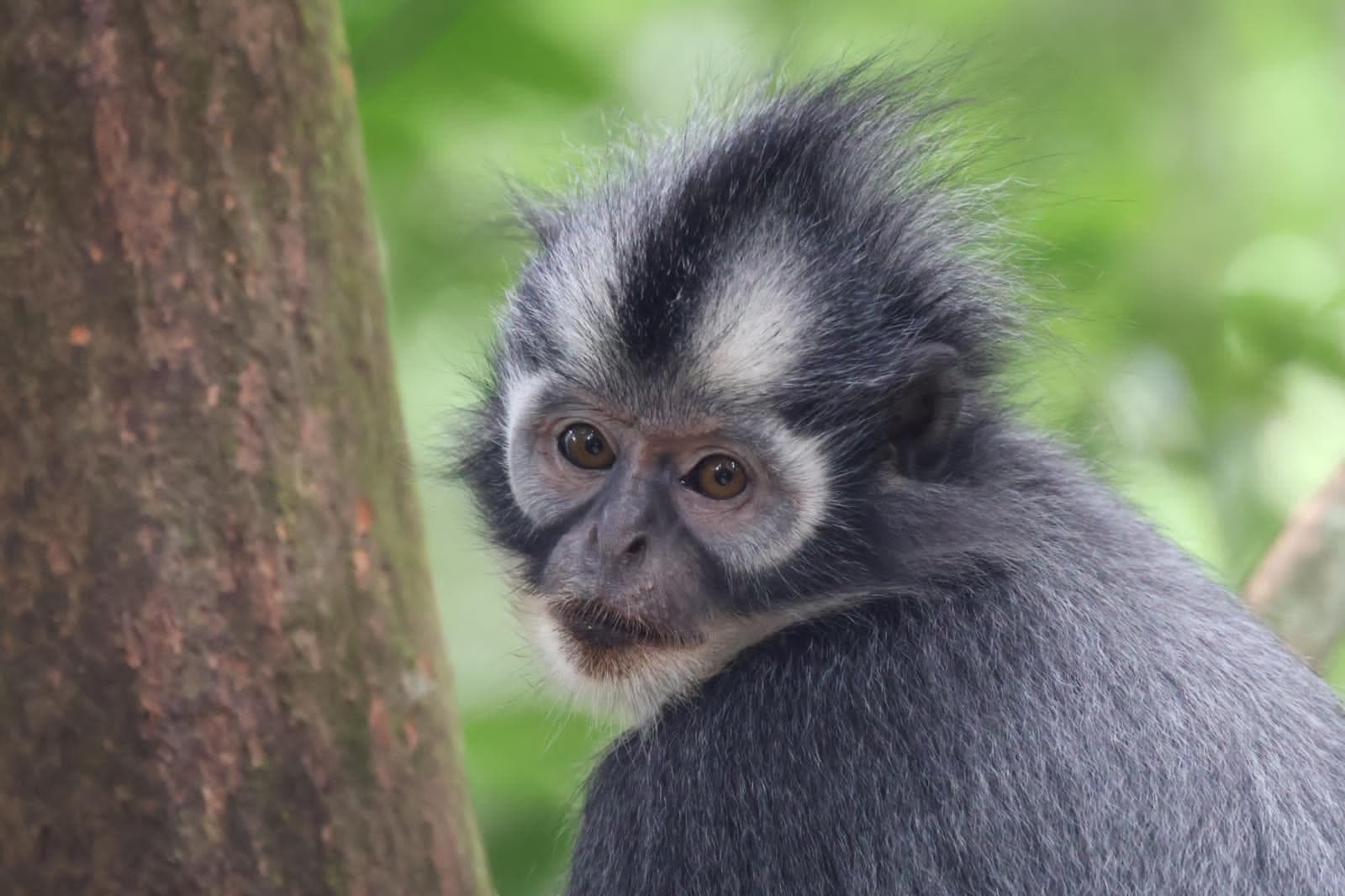 Close-up of a grey monkey with a black-and-white crested head looking over its shoulder near a tree trunk