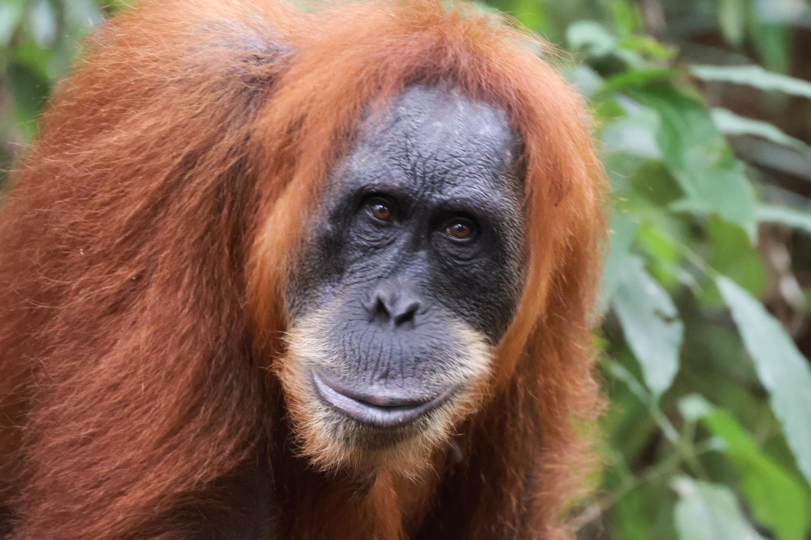 Close-up of an orangutan's face framed by long reddish fur, looking directly at the camera amid green foliage