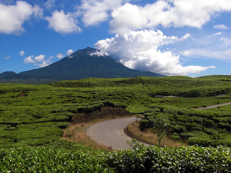 A winding road curves through green tea plantations with a volcanic peak rising against a cloudy blue sky