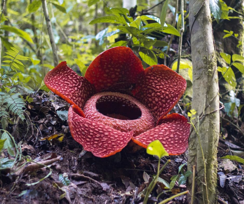 Large red mottled Rafflesia flower with five wide petals blooming on the forest floor among leaf litter