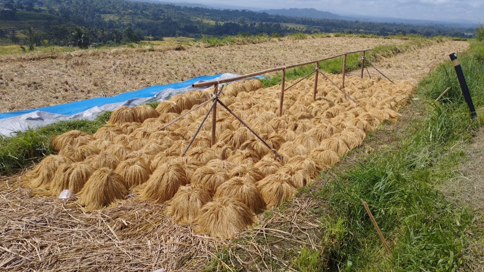 Bundles of harvested rice drying on a raised rack beside green terraces and distant hills