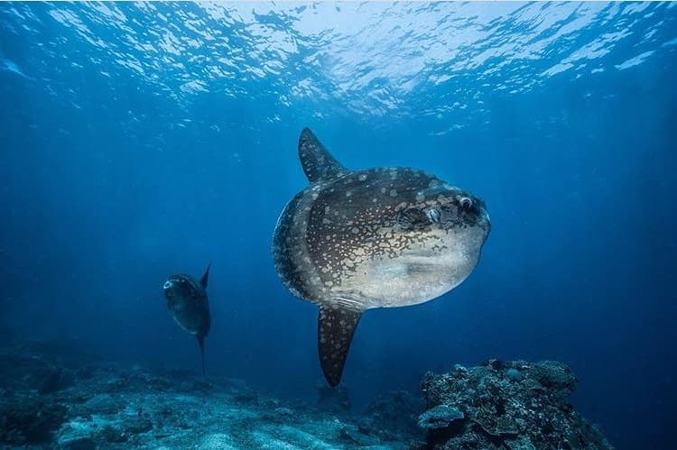 Mola Mola Diving in Bali: When, Where and How to See Them