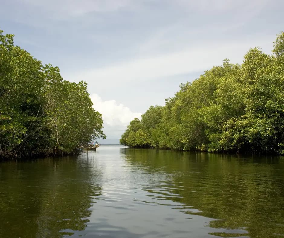 A narrow waterway lined with dense mangrove trees leading out to open sea under a partly cloudy sky