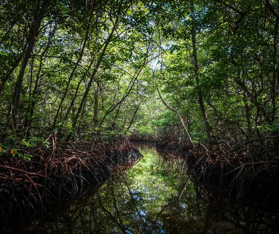 A narrow water channel winding through dense mangrove forest, tangled roots lining both banks under a canopy of green leaves