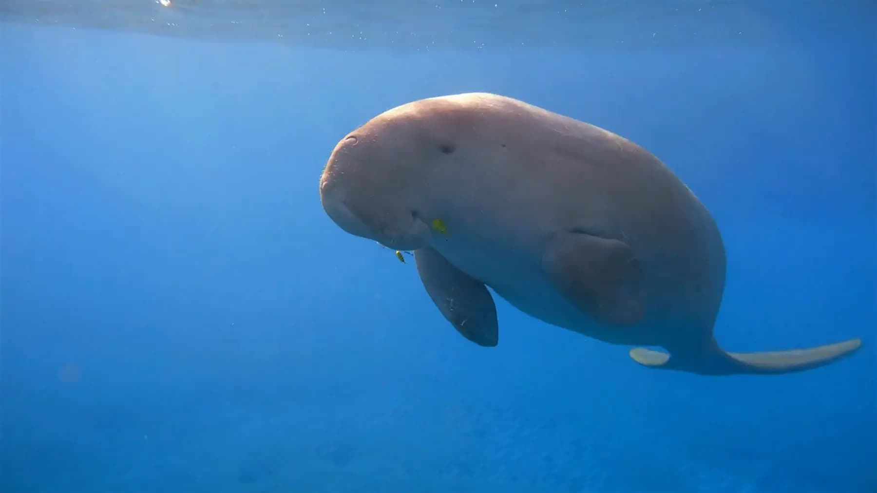 5 Incredible Facts About Dugongs: Gentle Giants of the Sea