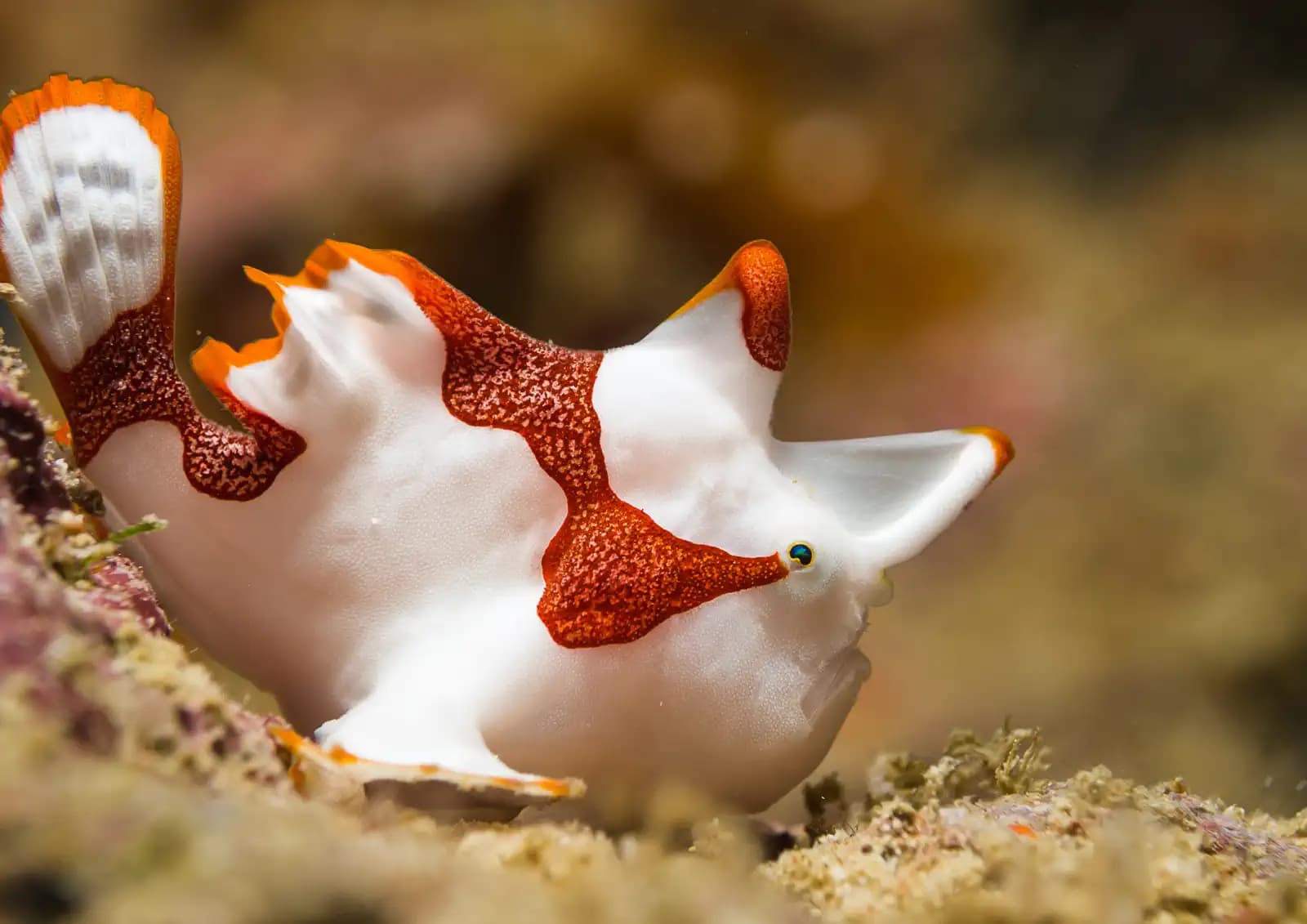 5 Facts About Frogfish (And Why Indonesia Is the Perfect Place to See Them)  