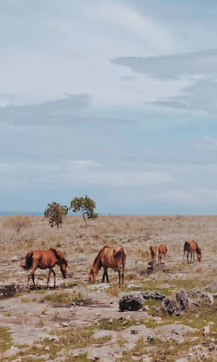 Wild horses grazing in a dry grassy plain with sparse trees and a hazy horizon under a cloudy sky