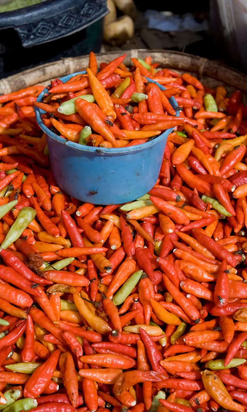 Blue plastic bucket filled with red chilies sitting atop a large pile of red and green chili peppers