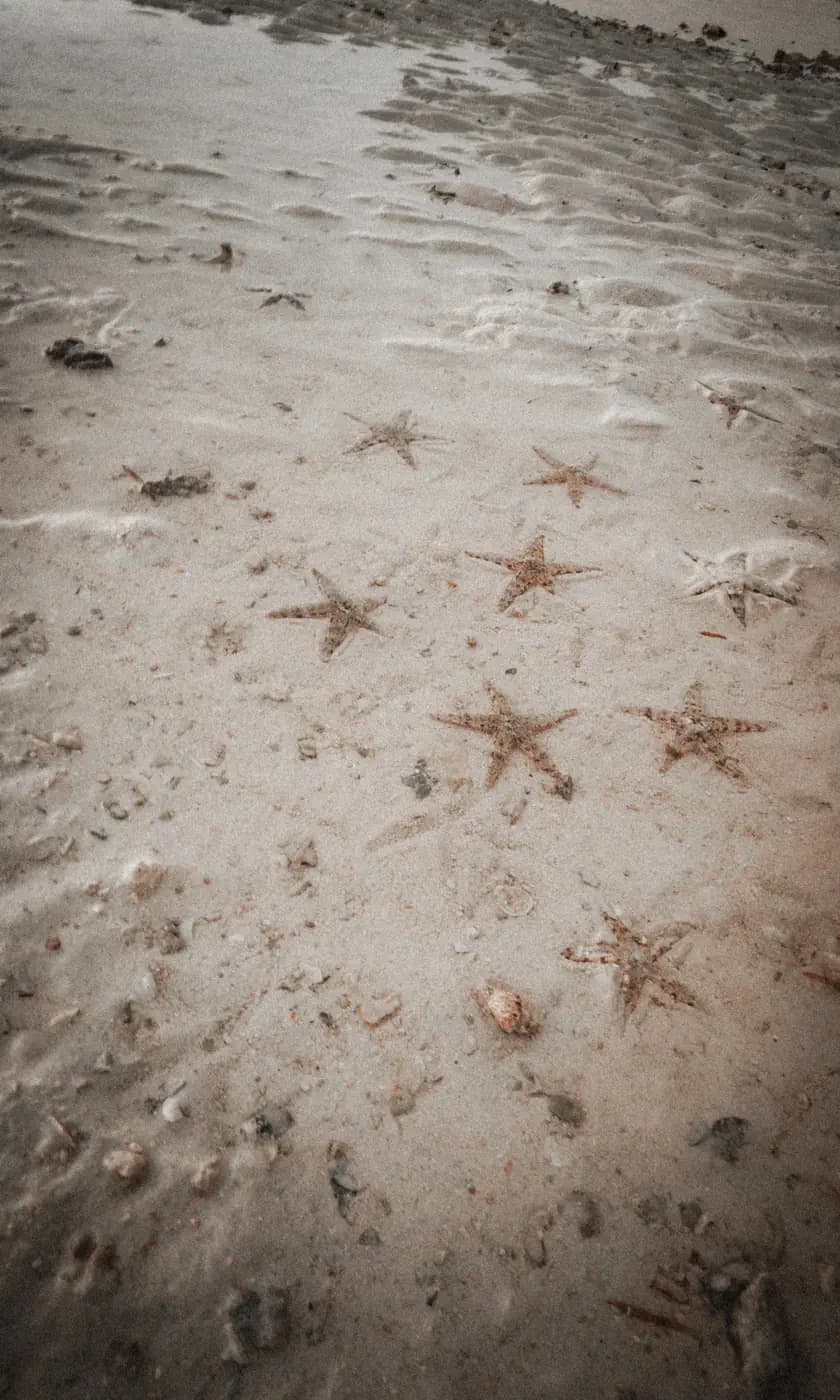 Several starfish scattered across wet sand at low tide, with shell fragments and ripple patterns nearby