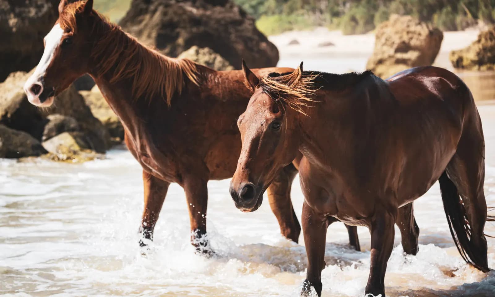 Two horses wading through shallow coastal water with rocky outcrops and greenery in the background