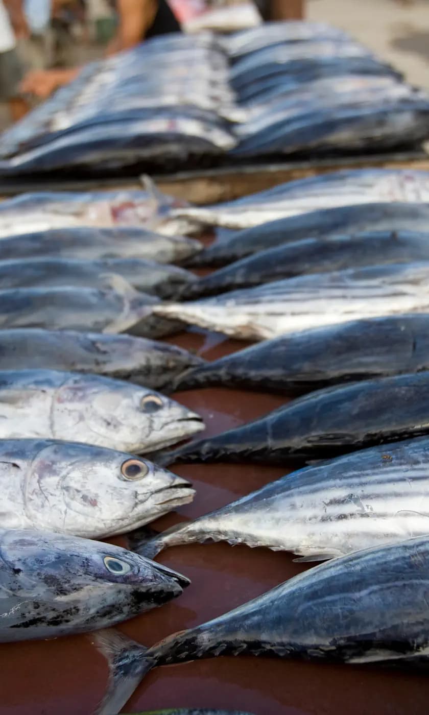 Rows of freshly caught tuna laid out side by side on a wet market table