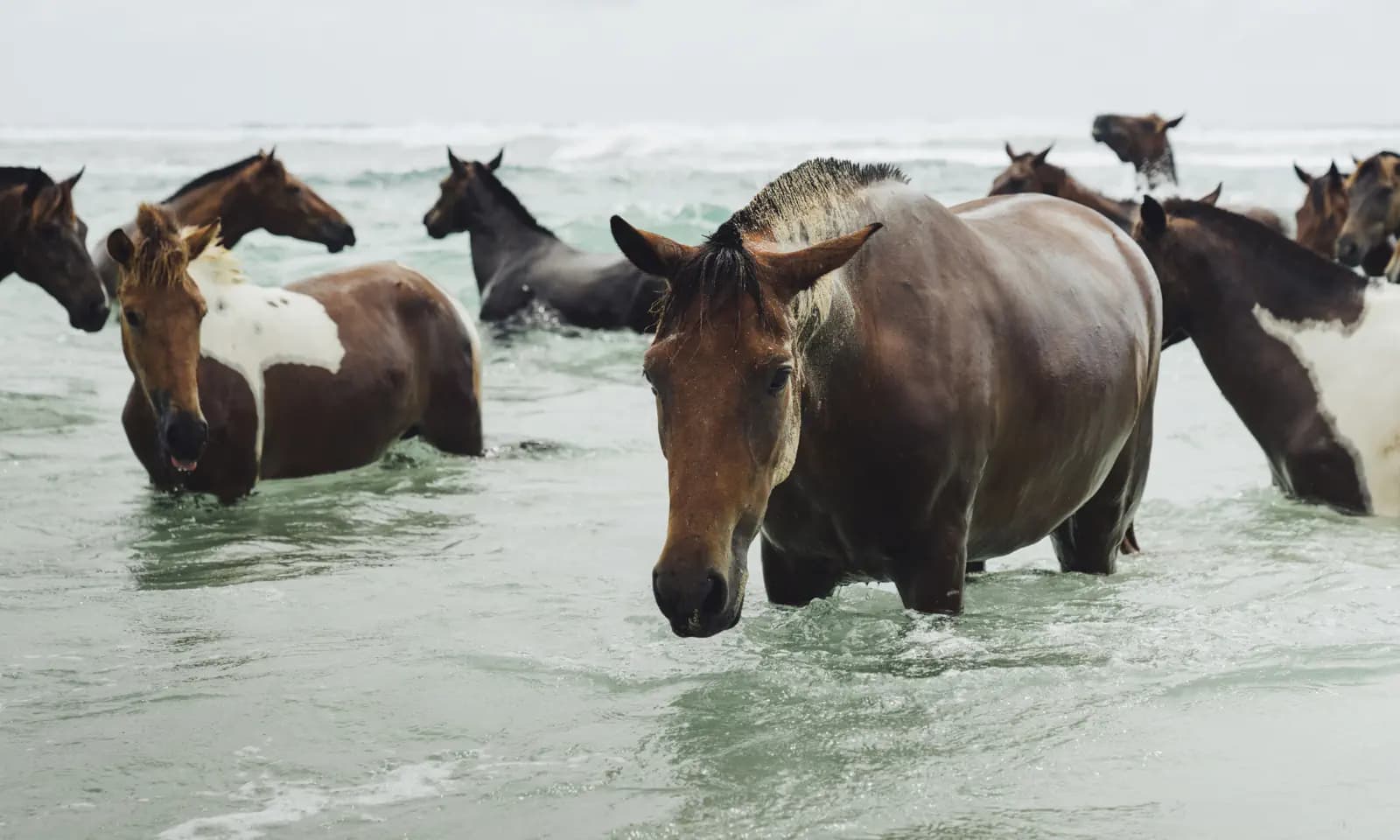 A herd of horses standing in shallow ocean water with waves breaking behind them