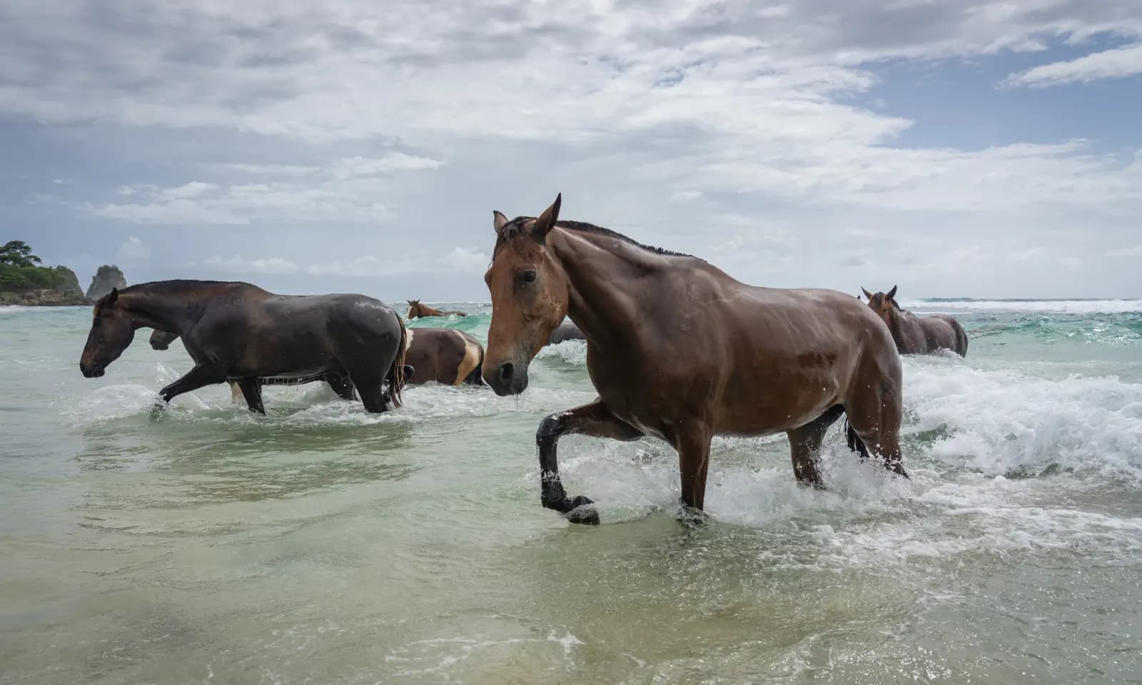 Horses wading through shallow ocean waves at a beach, with small islands visible in the distance