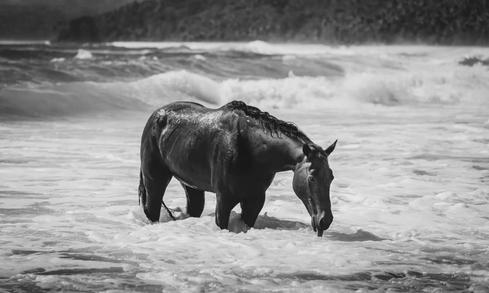 A wet horse standing in shallow surf with waves breaking behind it, black and white image