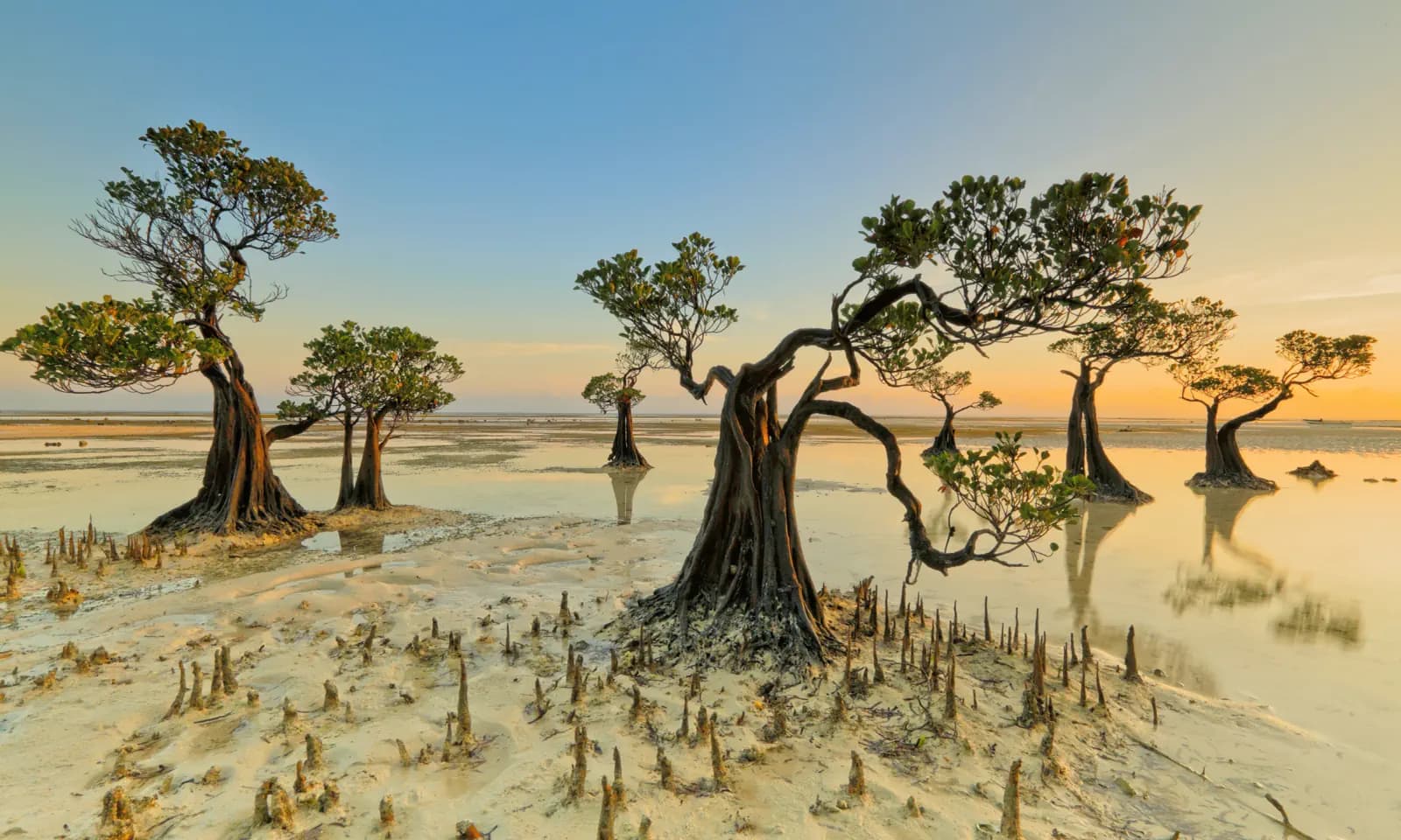 Twisted mangrove trees with exposed roots standing on tidal flats at sunset, reflected in shallow water