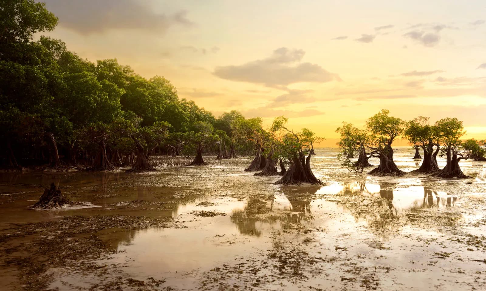 Mangrove trees standing in shallow tidal water with exposed roots, reflecting under a golden sunset sky