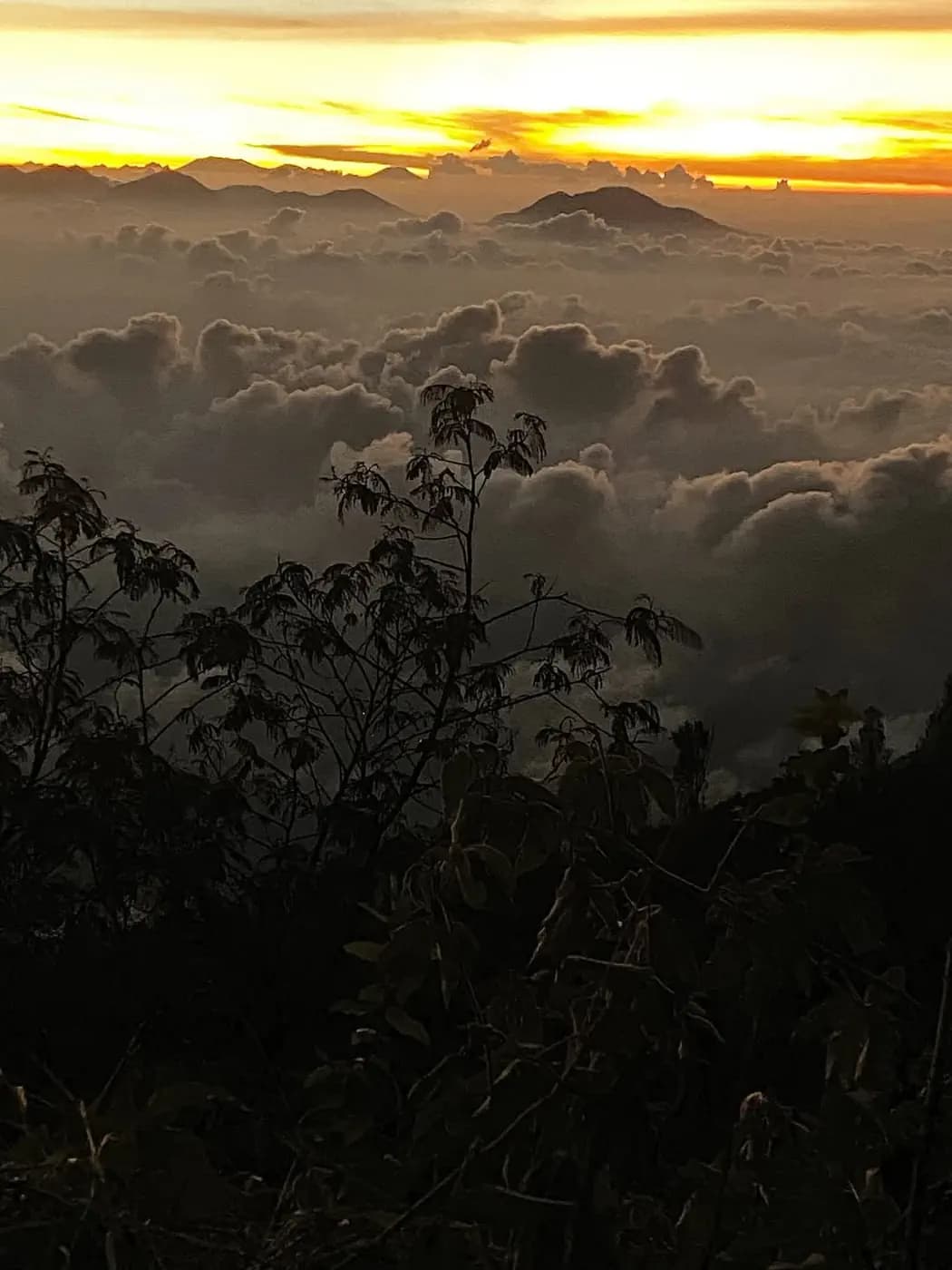 Silhouetted foliage in the foreground above a sea of clouds with distant mountain peaks under a golden sunset sky