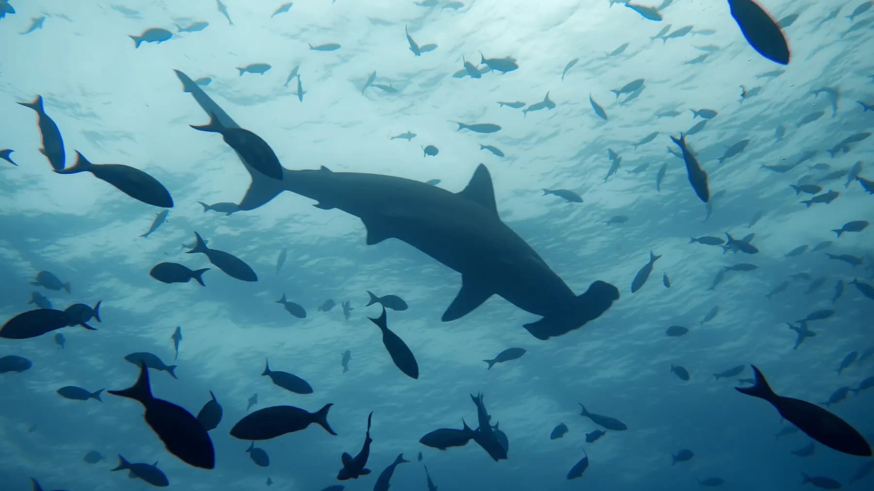 Diving the Banda Sea: Hammerheads, Spice Islands, and Best Time to Go