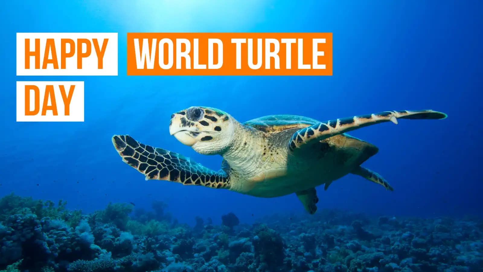 Best Places to Swim with Turtles in Indonesia: Snorkel and Dive Spots