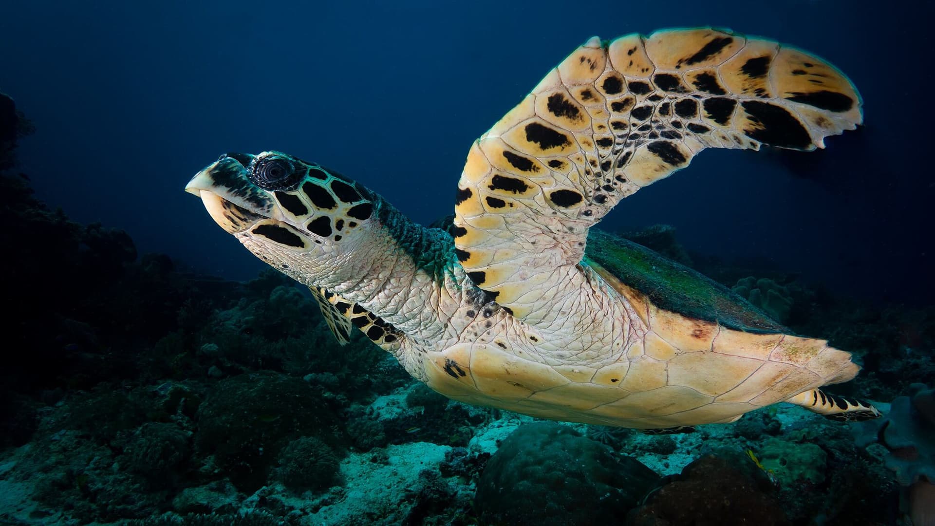 Happy World Oceans Day! 5 Tips to Protect Our Oceans