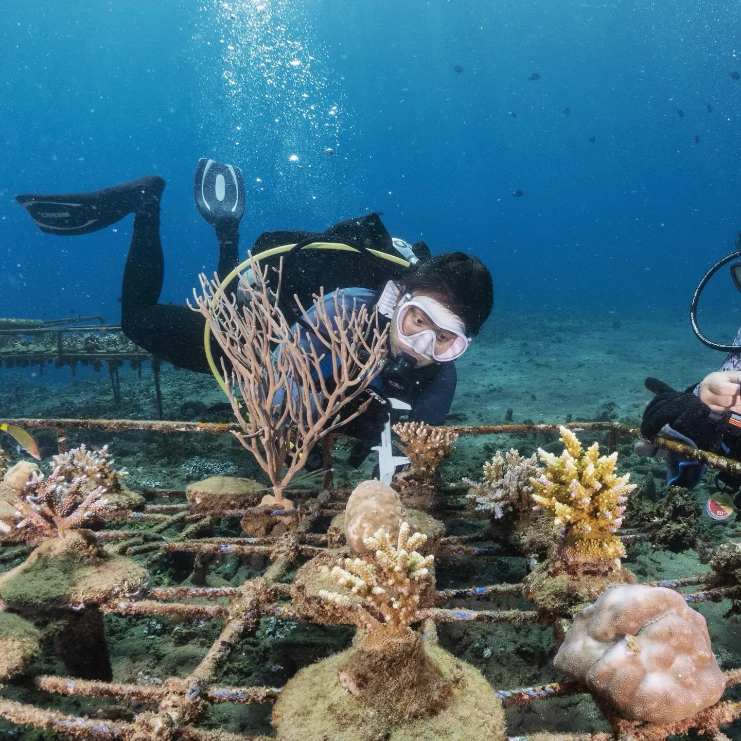 Coral Farming Course in Amed