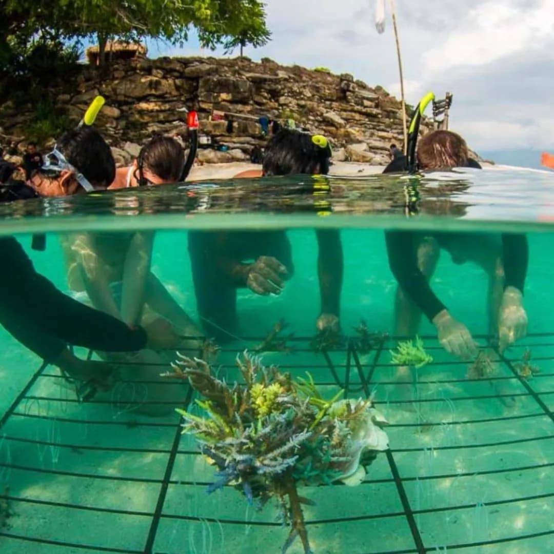 Coral Farming Snorkeling Experience in Amed