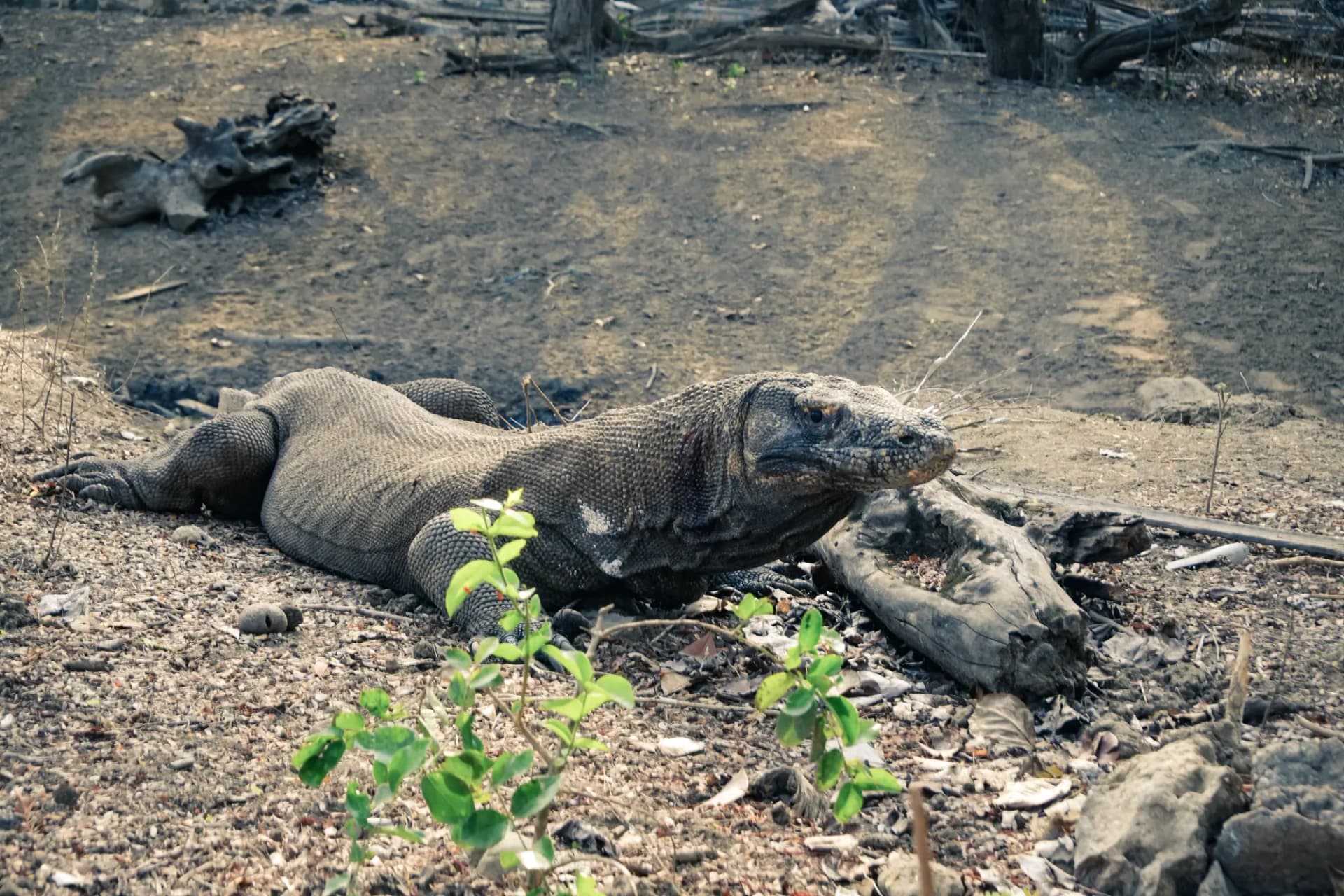 Why Do Komodo Dragons Look Like They Are Drugged?