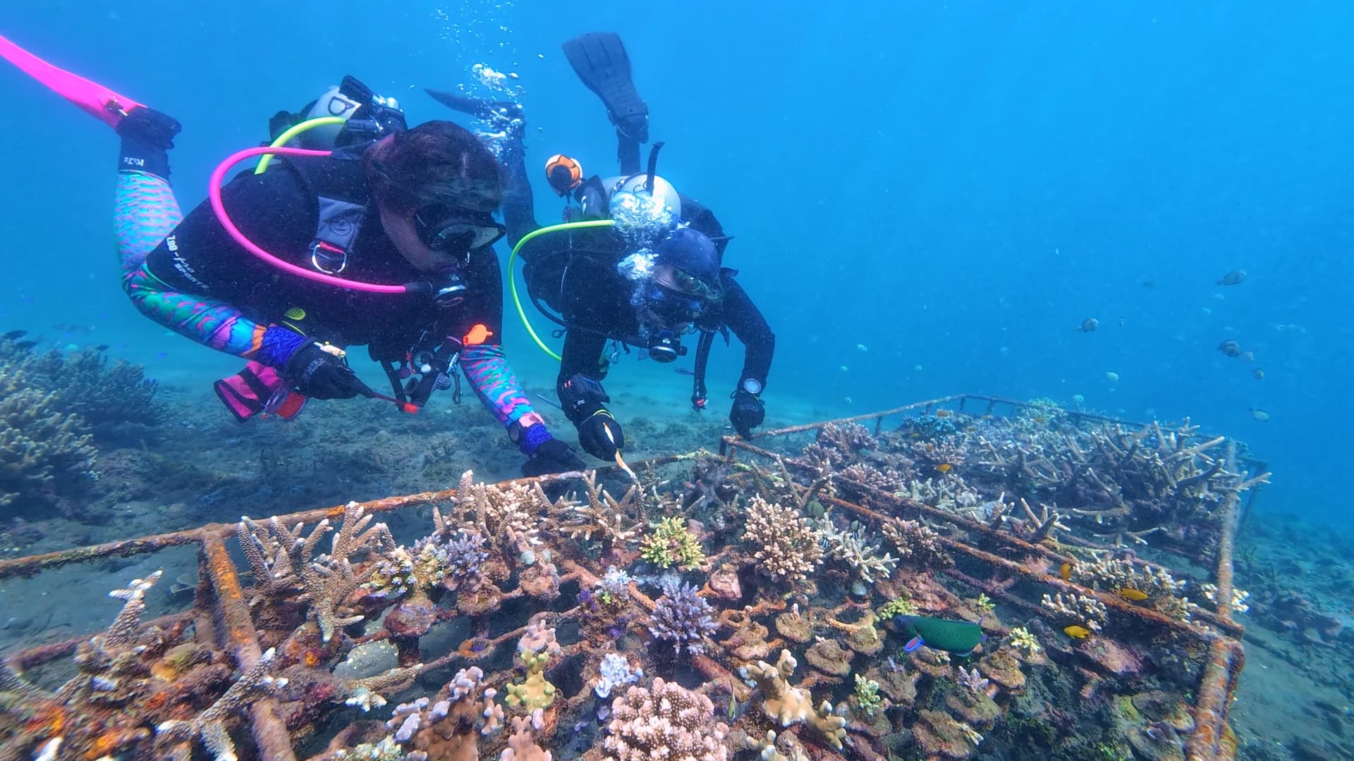 Bali Coral Conservation Expedition 2026: Dive & Restore Indonesia’s Reefs